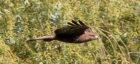 Photograher\PeterWillems: Buzzard-[PW-NL]